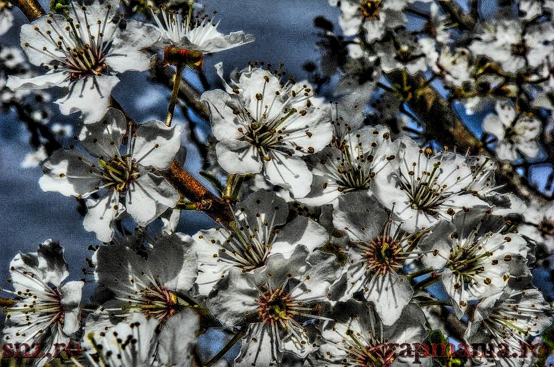 Cupa SBS-2013 - 1010789hdrmode2.JPG